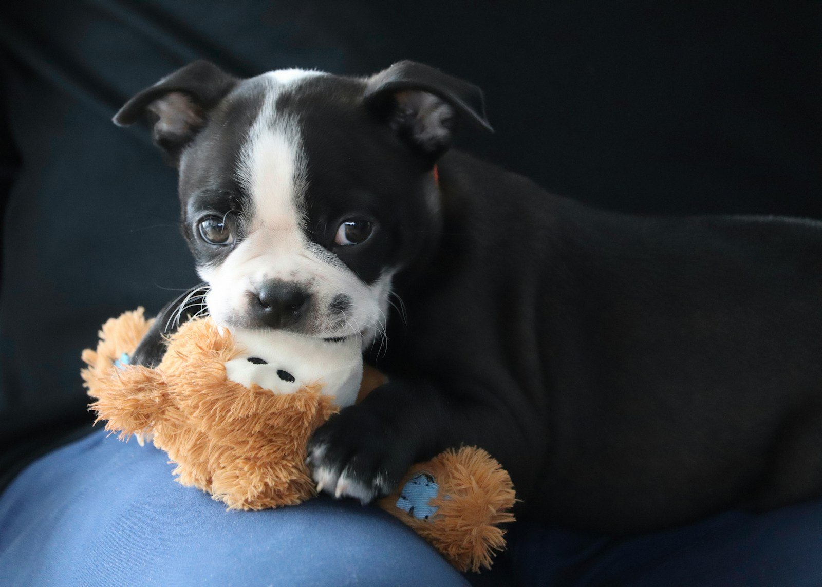 a black and white dog holding a teddy bear